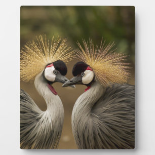 Gray Crowned Crane Fotoplaat