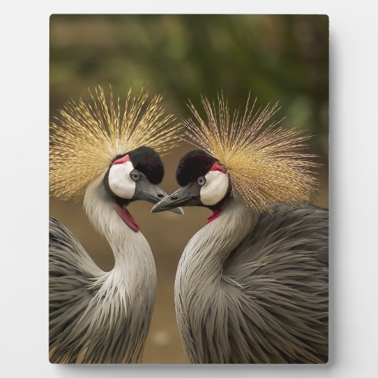 Gray Crowned Crane Fotoplaat (Voorkant)