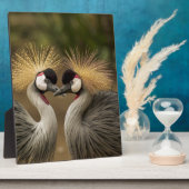 Gray Crowned Crane Fotoplaat (Zijkant)