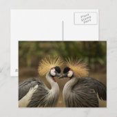 Gray Crowned Crane-koppel Briefkaart (Voorkant / Achterkant)