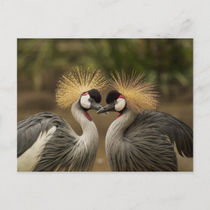 Gray Crowned Crane-koppel Briefkaart