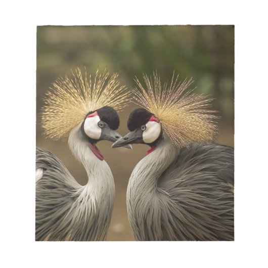 Gray Crowned Crane Notitieblok (Voorkant)
