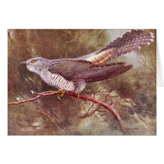 Gray Cuckoo  Illustratie