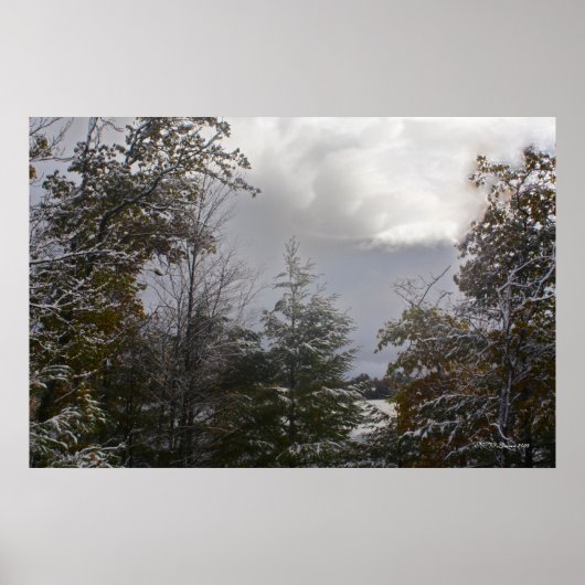 Gray Day Beauty Poster (Voorkant)