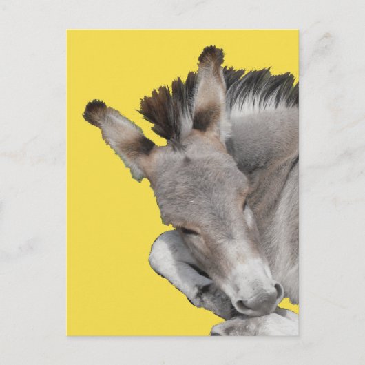 Gray Donkey Foal Briefkaart (Voorkant)