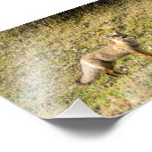 Gray Fox Foto Afdruk (Hoek)