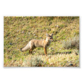 Gray Fox Foto Afdruk (Voorkant)