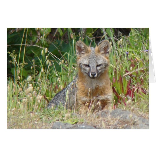 Gray Fox-kaart (Voorkant Horizontaal)