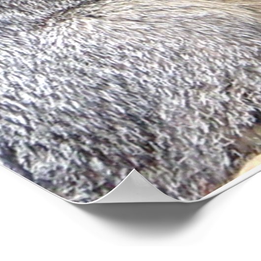 Gray Fox Posing Poster (Hoek)