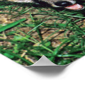 Gray Fox Poster (Hoek)