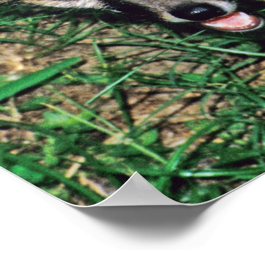 Gray Fox Poster (Hoek)