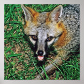 Gray Fox Poster (Voorkant)