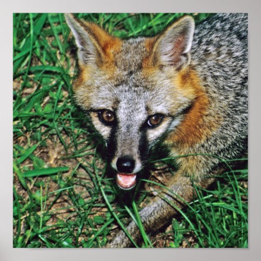 Gray Fox Poster (Voorkant)