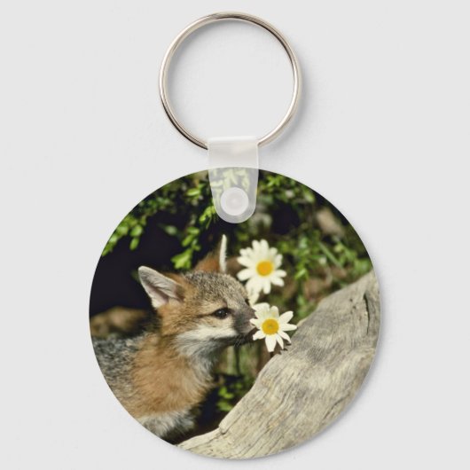 Gray Fox young kit sniffing/eetbloem Sleutelhanger (Voorkant)