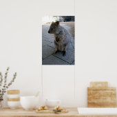 Gray Furry Australian Quokka, Poster (Keuken)