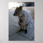 Gray Furry Australian Quokka, Poster (Voorkant)