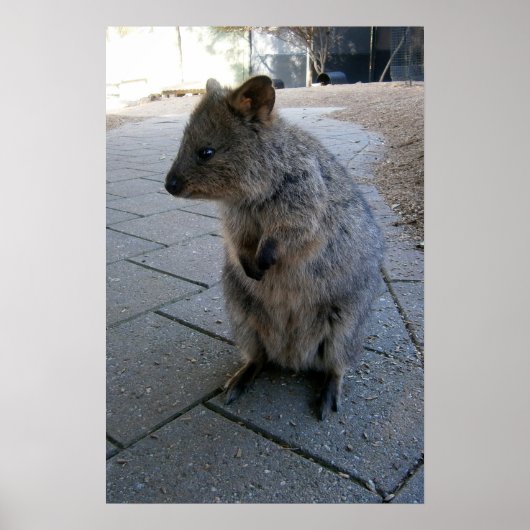 Gray Furry Australian Quokka, Poster (Voorkant)