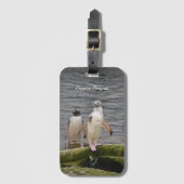 Gray Gentoo Penguin Edinburgh Zoo Scotland Bagagelabel (Voorkant (verticaal))