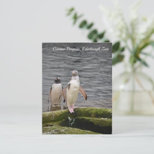 Gray Gentoo Penguin Edinburgh Zoo Scotland Briefkaart (Staand voorkant)