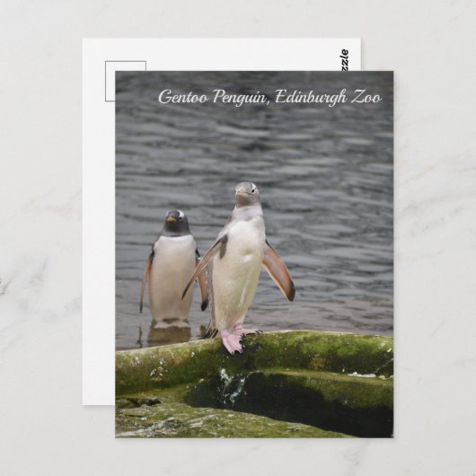 Gray Gentoo Penguin Edinburgh Zoo Scotland Briefkaart (Voorkant / Achterkant)