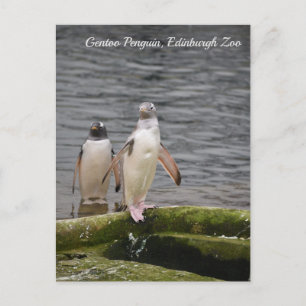 Gray Gentoo Penguin Edinburgh Zoo Scotland Briefkaart