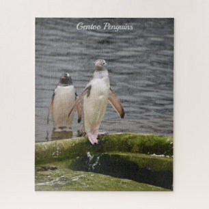 Gray Gentoo Penguin Edinburgh Zoo Scotland Legpuzzel