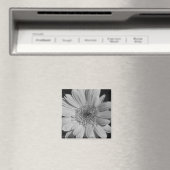 Gray Gerbera Magnet (Insitu (Vaatwasser))