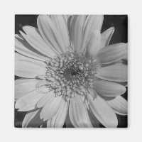 Gray Gerbera Magnet