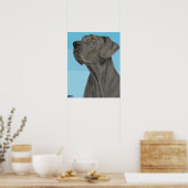 Gray Great Dane die op een blauwe achtergrond kijk Poster (Keuken)