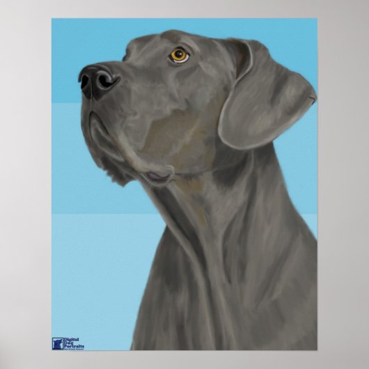 Gray Great Dane die op een blauwe achtergrond kijk Poster (Voorkant)