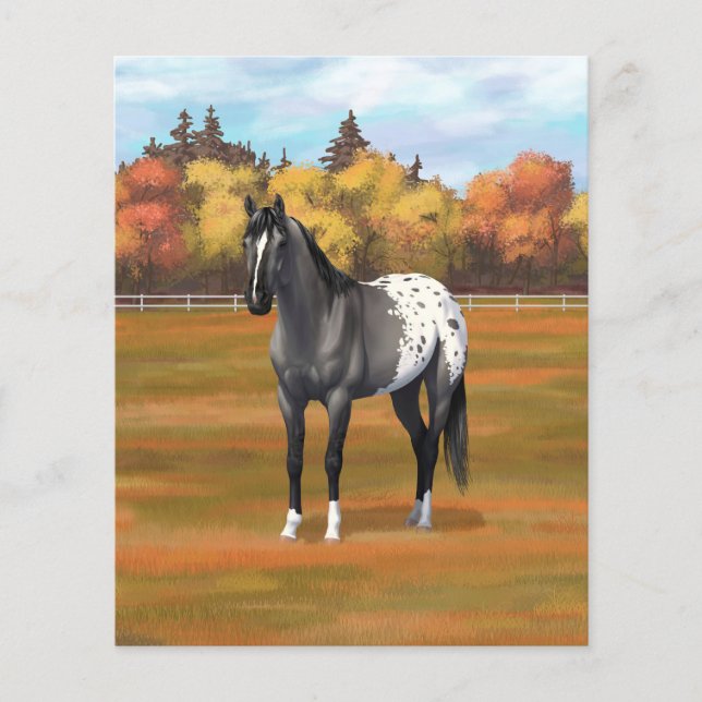 Gray Grulla Appaloosa Quarter Horse Stallion (Voorkant)