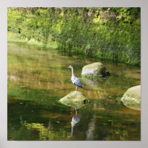 Gray Heron aan de rivier in Warkworth Northumberla Poster
