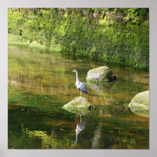 Gray Heron aan de rivier in Warkworth Northumberla Poster (Voorkant)