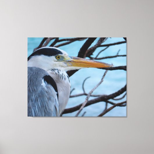 Gray Heron Canvas Afdruk (Voorkant)