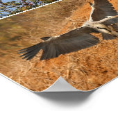 Gray Heron Collage Poster (Hoek)