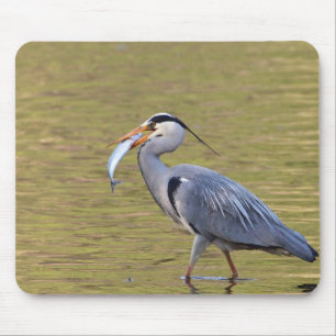 Gray Heron Muismat