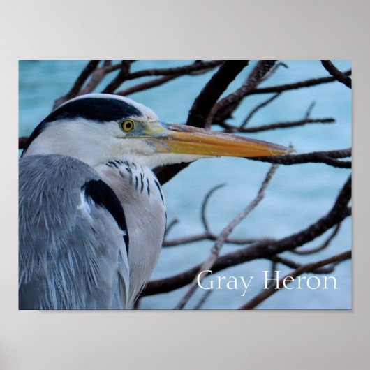 Gray Heron Poster (Voorkant)