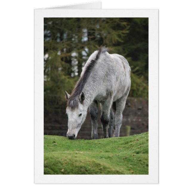 Gray Horse (Voorkant)