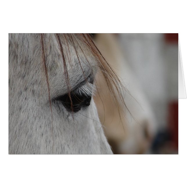 Gray Horse Eye (Voorkant Horizontaal)