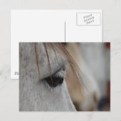 Gray Horse Eye Briefkaart (Voorkant / Achterkant)