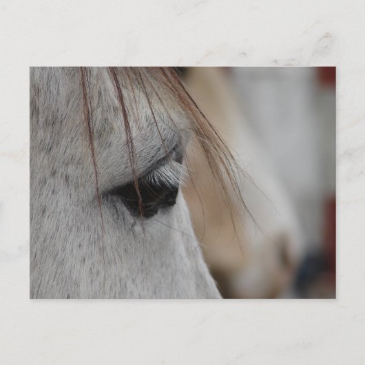 Gray Horse Eye Briefkaart (Voorkant)