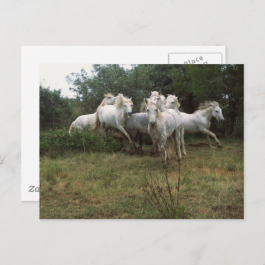 Gray Horse Herd Briefkaart (Voorkant / Achterkant)