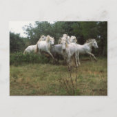 Gray Horse Herd Briefkaart (Voorkant)