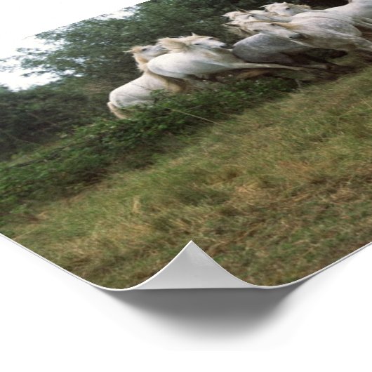 Gray Horse Herd Poster (Hoek)