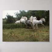 Gray Horse Herd Poster (Voorkant)