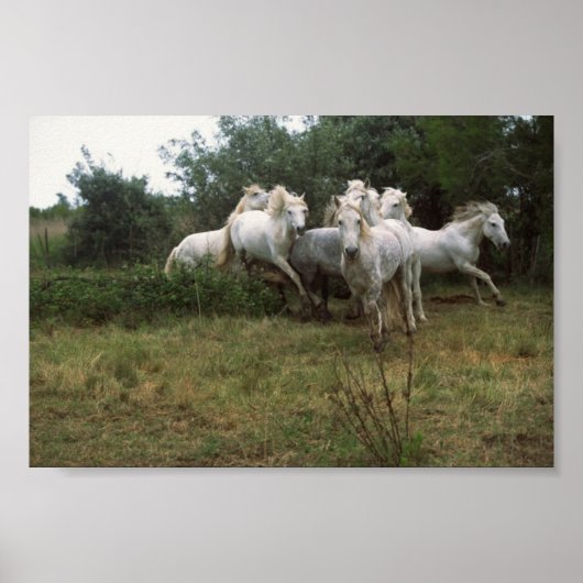 Gray Horse Herd Poster (Voorkant)