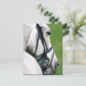 Gray Horse Post Card Briefkaart (Staand voorkant)