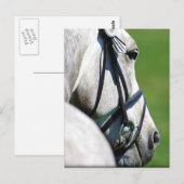Gray Horse Post Card Briefkaart (Voorkant / Achterkant)