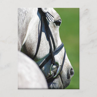 Gray Horse Post Card Briefkaart