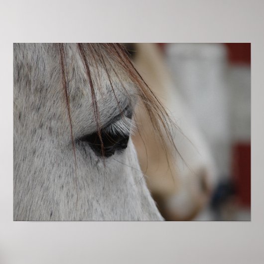 Gray Horse Poster (Voorkant)